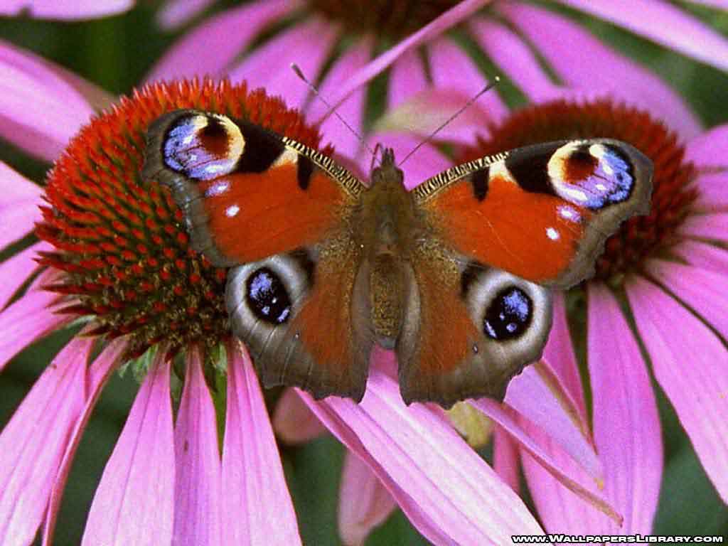 butterfly wallpaper butterfly wallpaper