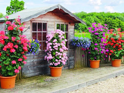 how to care for your geraniums !