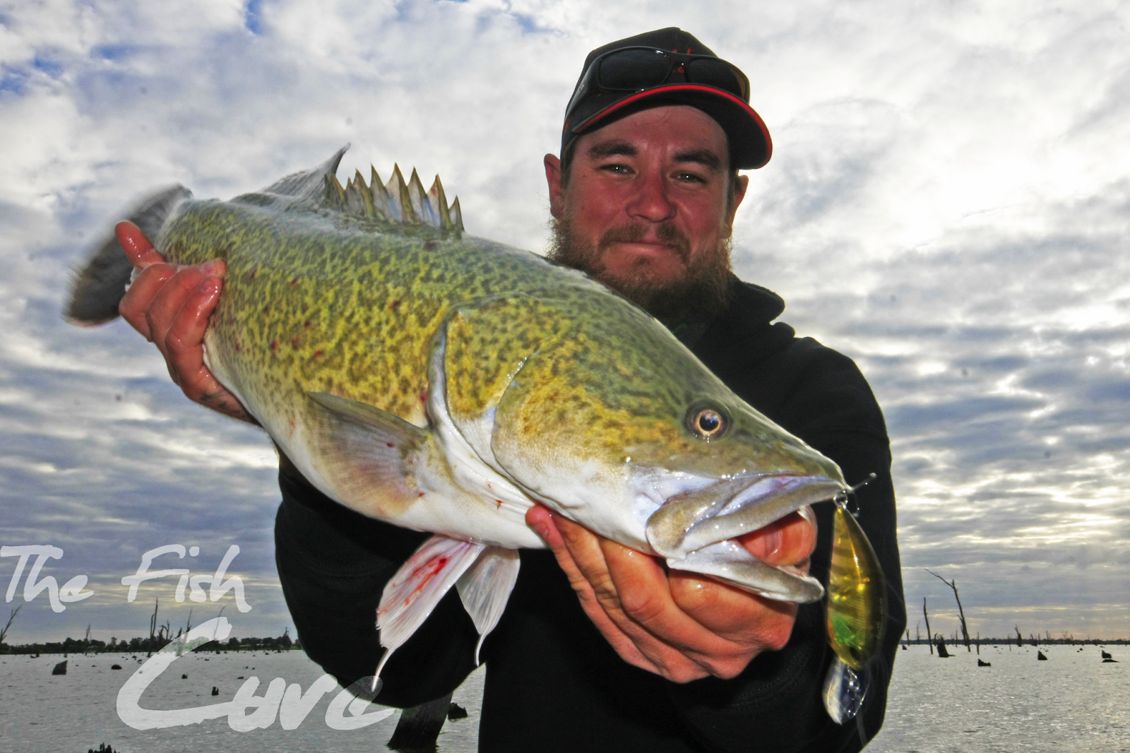 The Fish Cure SOUTHERN BOUND FOR MURRAY COD