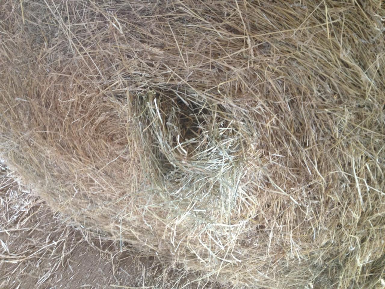 White House Farms Bermuda Mixed Grass Horse Hay