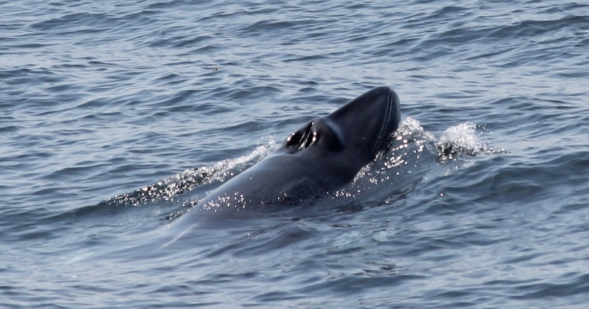 Blue Ocean Society's Whale Sightings July 7, Captain's
