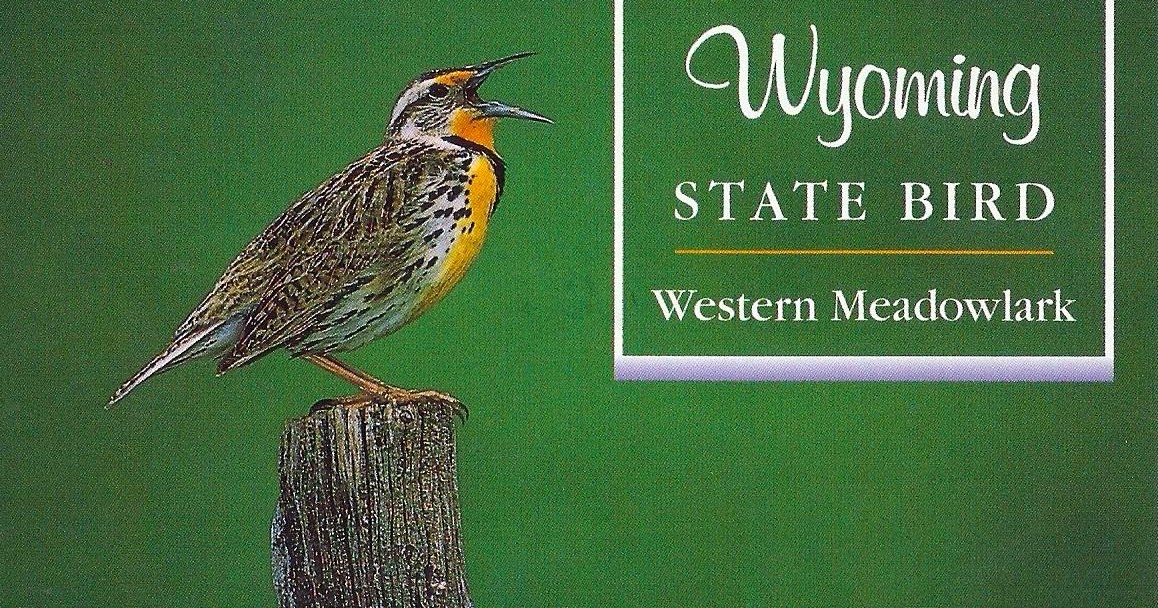 Projek Satu Dunia (One World Project)™: U.S.A. - Wyoming - State Bird