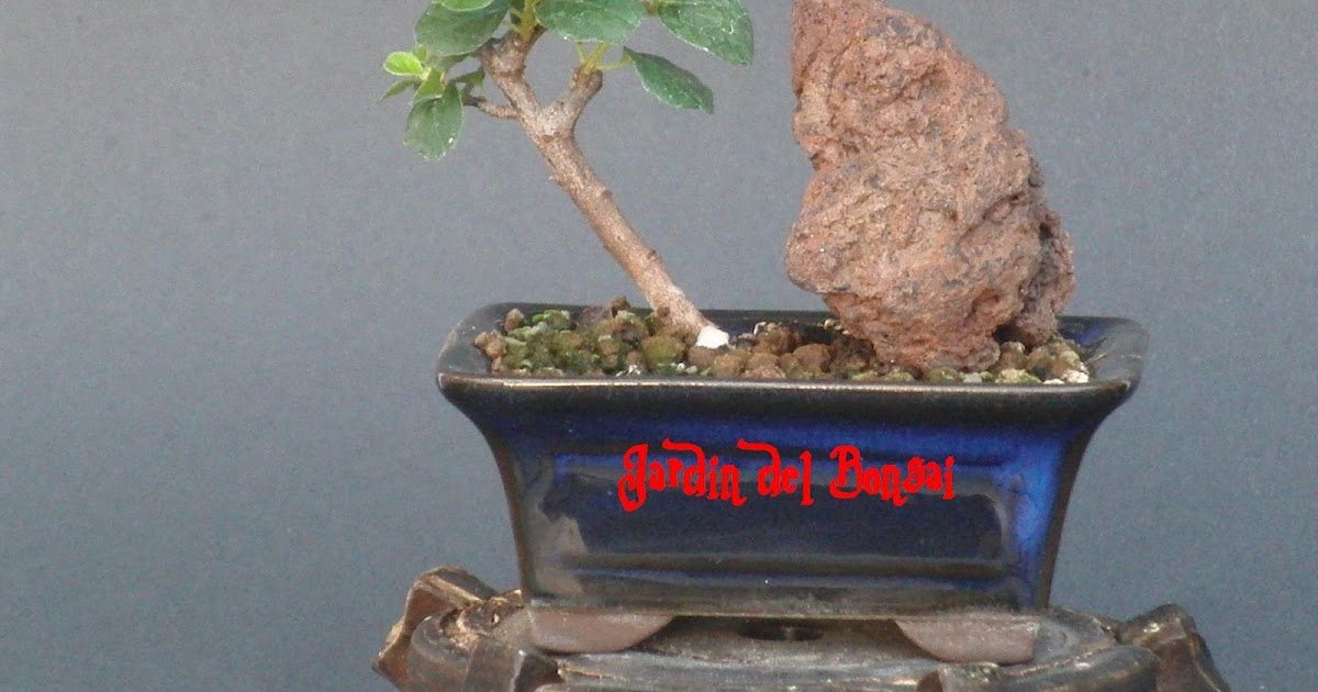 Jardin del Bonsai: Arboles