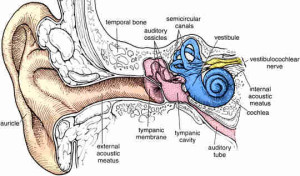 Ear Anatomy Name With Pictures: | All In One About Medical