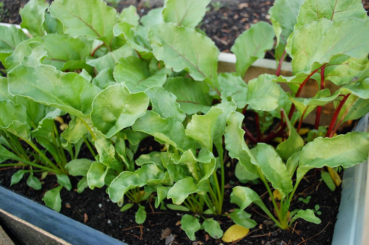 Uvulapie and His Amazing Hillbillies The Worlds Most Expensive