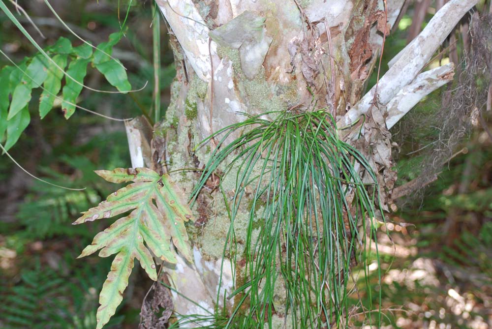 Space Coast Wildflowers Erna Nixon Park, February 9, 2011