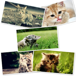 lovely cats Windows 8 Theme