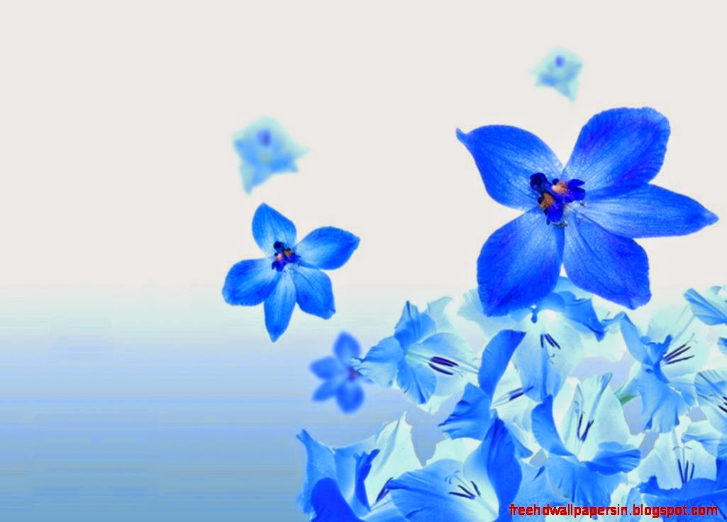 Pretty Baby Blue Flowers 307221 Images HD Wallpapers Pretty Baby Blue Flowers 307221 Images HD Wallpapers