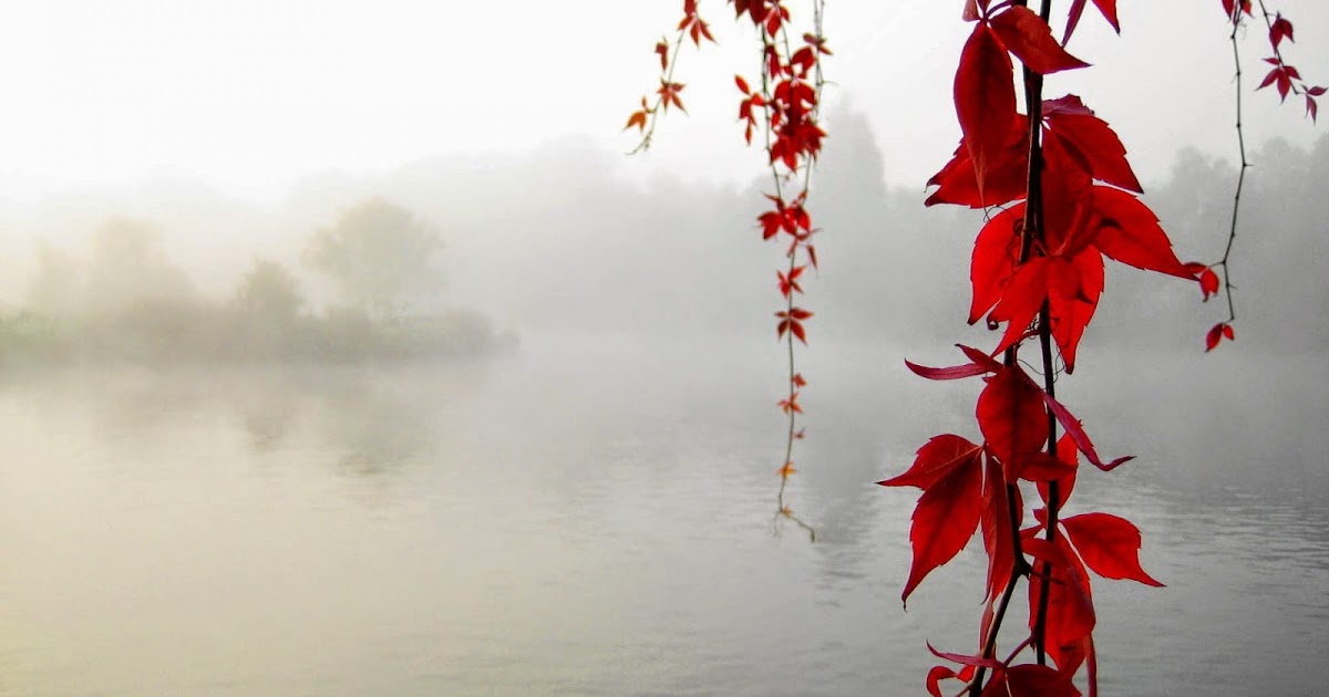 HD-Hintergrundbilder: nebel, rot efeu, natur, frühling, blumen, wasser