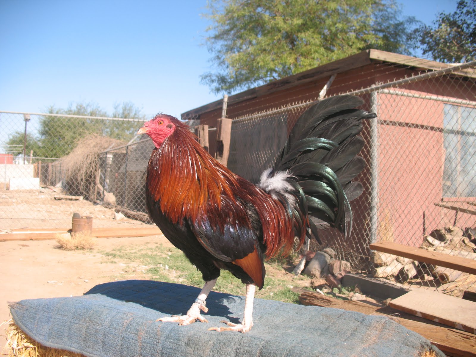 Gallos Y Galleros La pluma del gallo