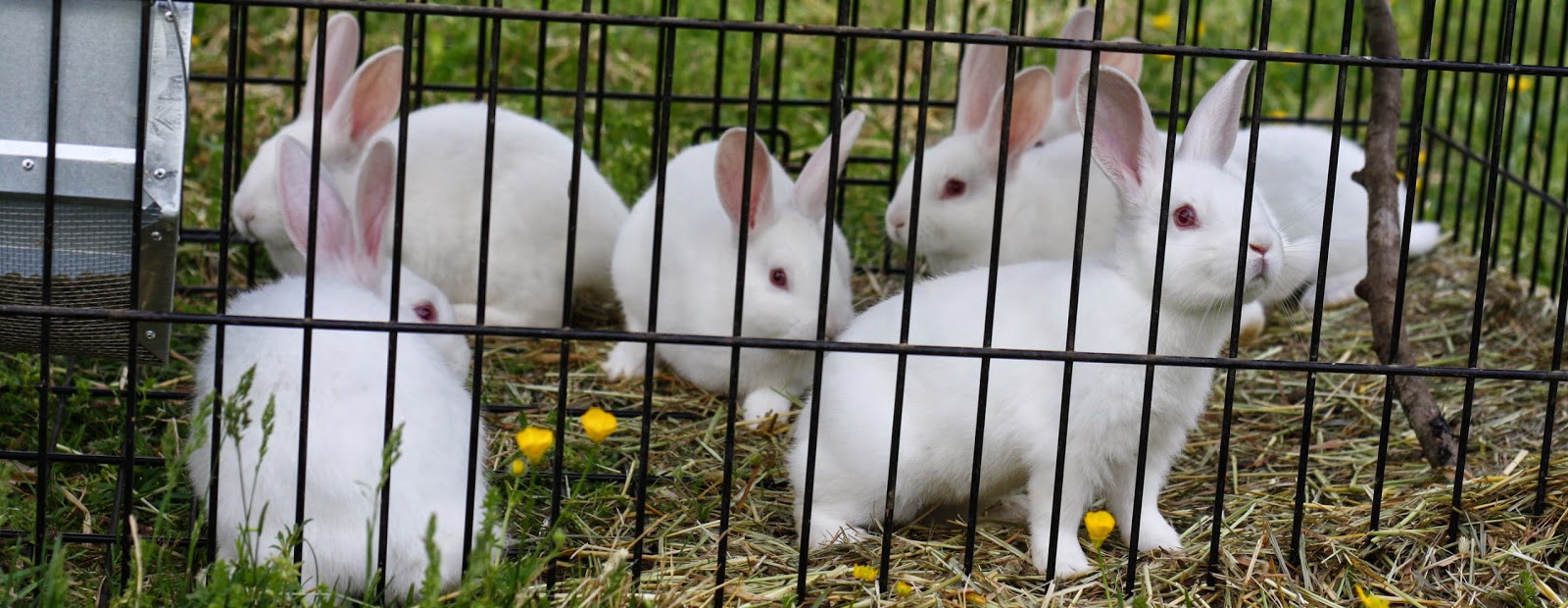 Agroformation Rabbit Farming