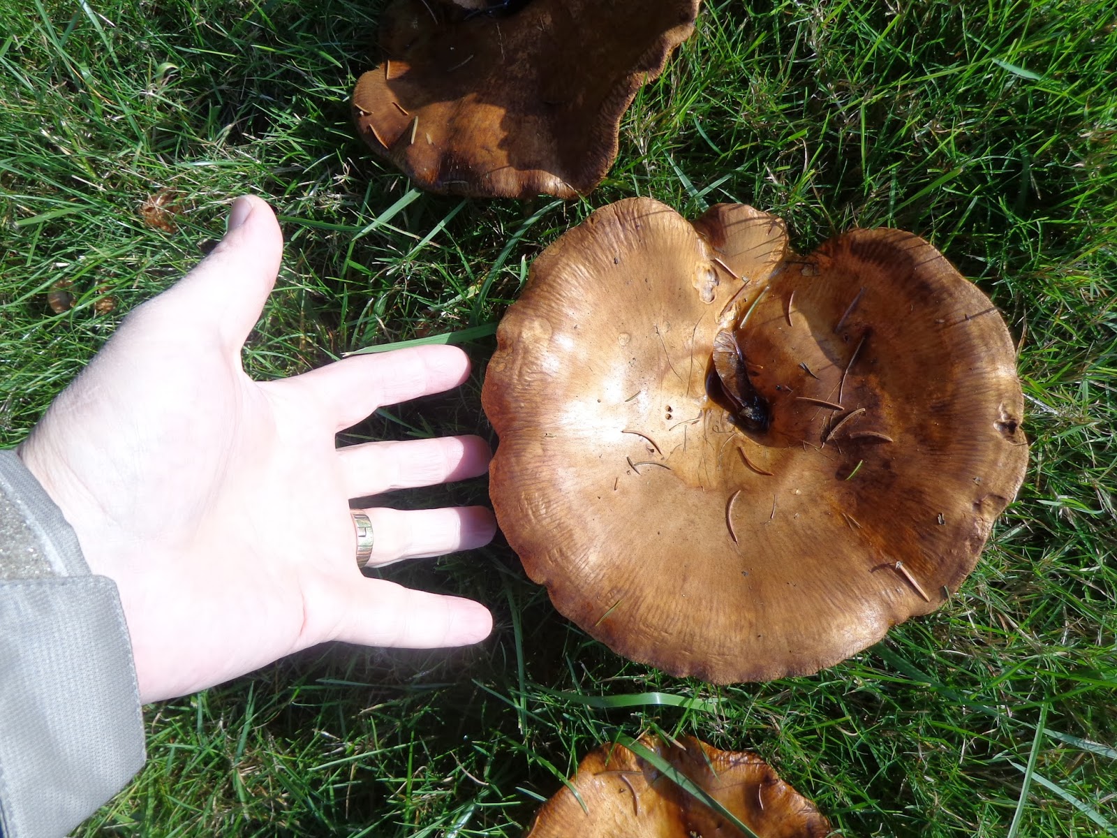 Growing Greener in the Pacific Northwest Mushrooms / fungi