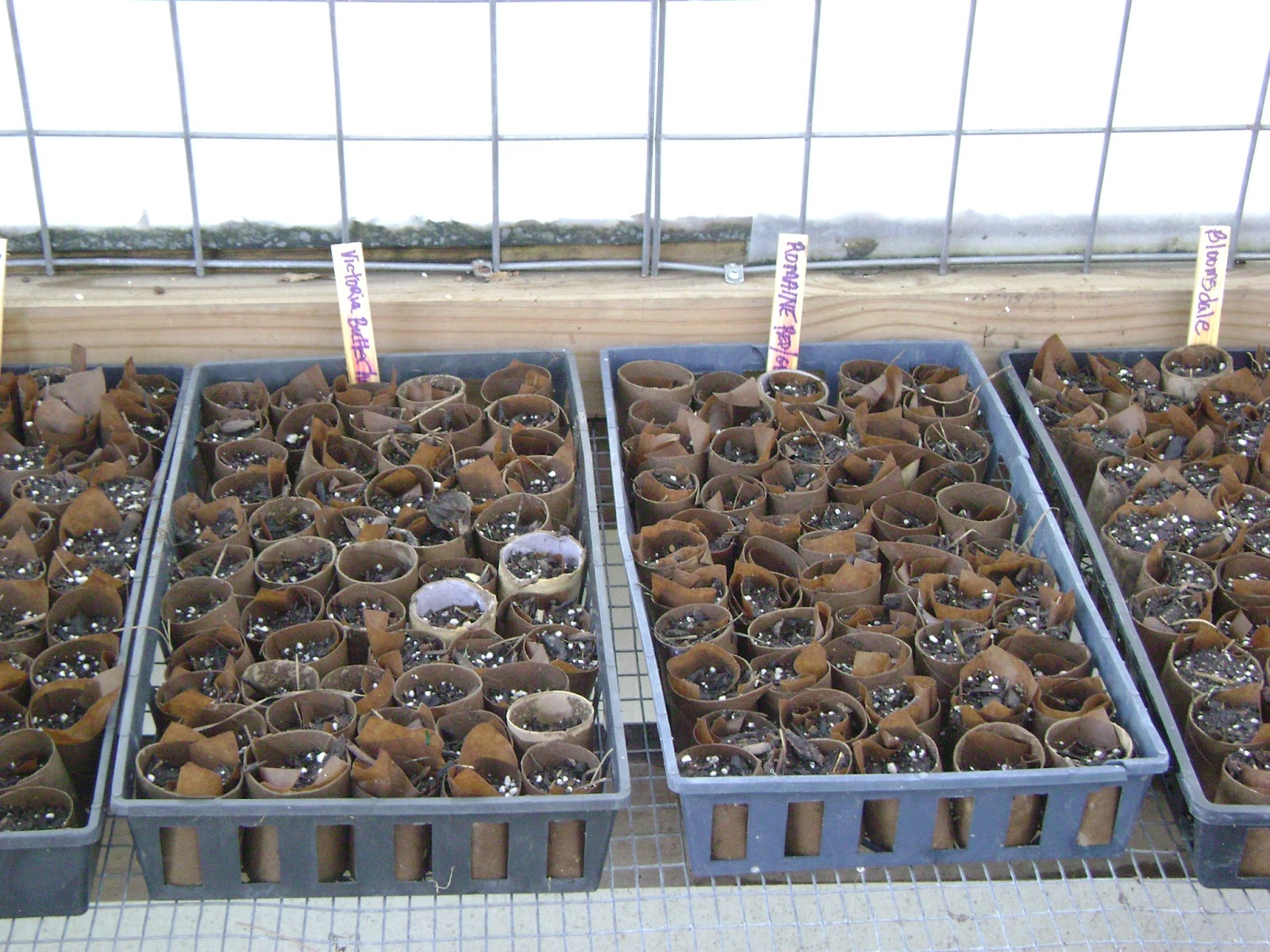 TSG Fall Heirloom Lettuce in Homemade Starter Pots