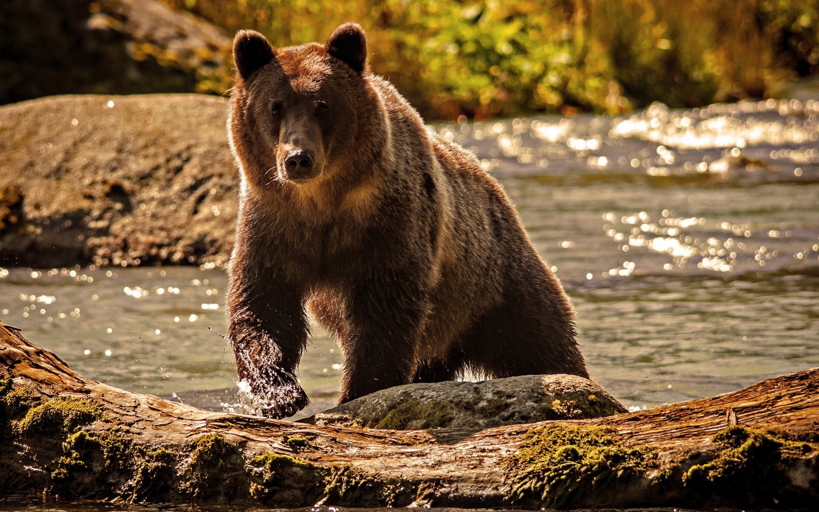 http://1.bp.blogspot.com/-iPD0CsnHEBw/UX8H2KIzqgI/AAAAAAAAcw8/969_XaFPKBE/s1600/Computer+Wallpapers+Collection+2013+(55).jpg