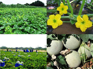 Honeydew Melons Farming Business