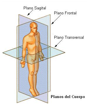 Terminologia Anatomica De Posicion Y Direccion