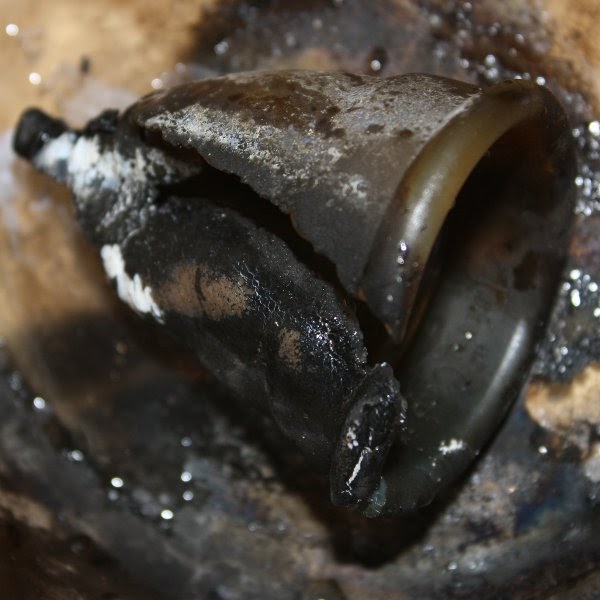 The Eco Cat Lady Speaks Lightning Doesn't Strike Twice