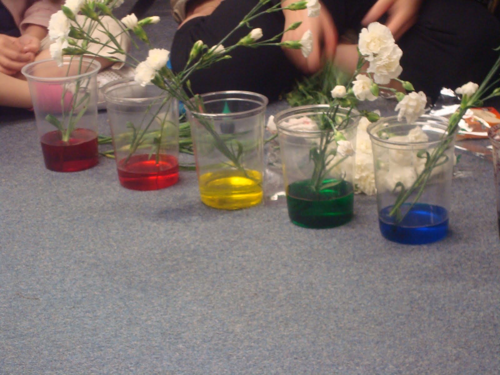 Joyful Learning in the Early Years Carnation Experiment