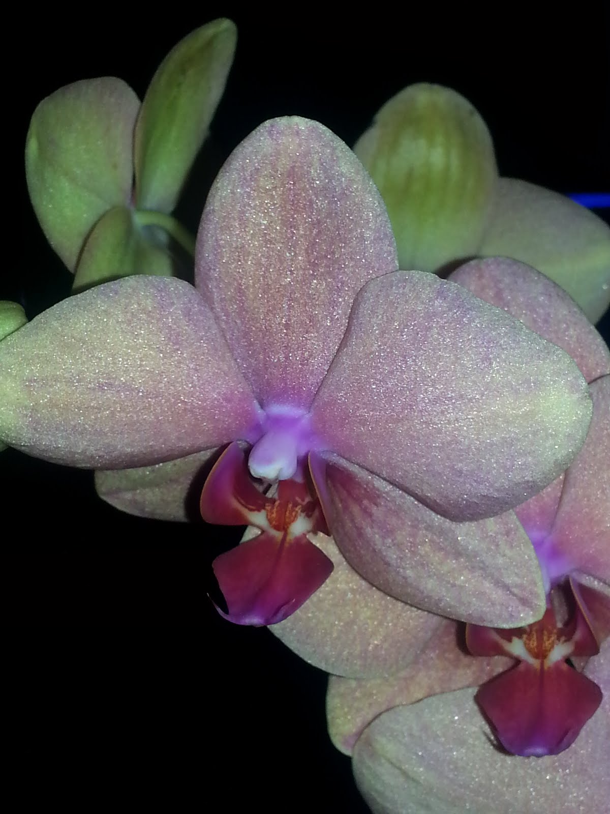 Irridescent Orchid