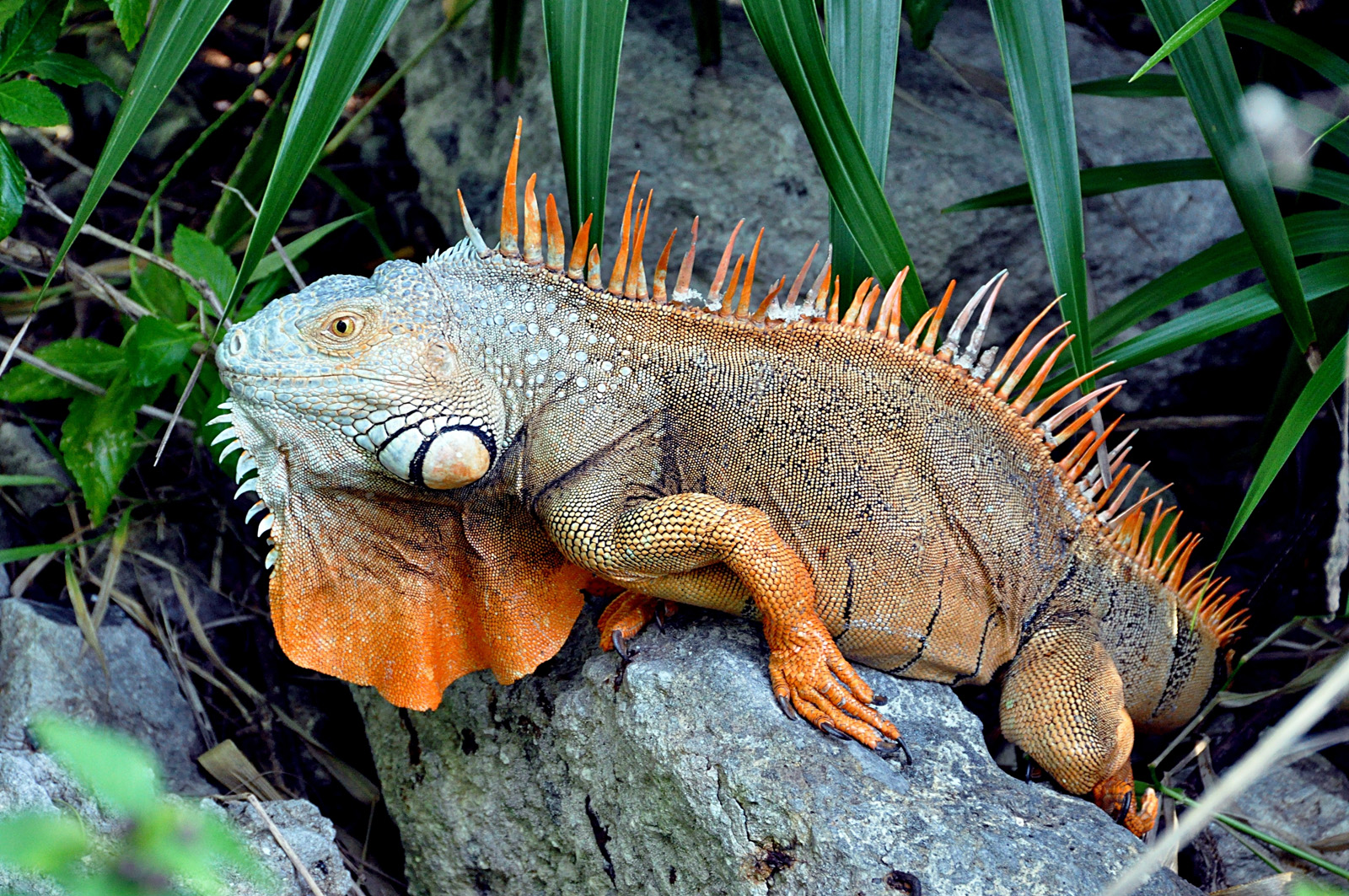 iguana giant