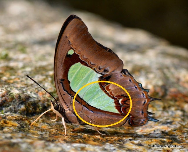 The Forested Path (and Beyond) BUTTERFLIES of RAUB The Malayan Nawab
