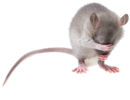 Alam Tikus