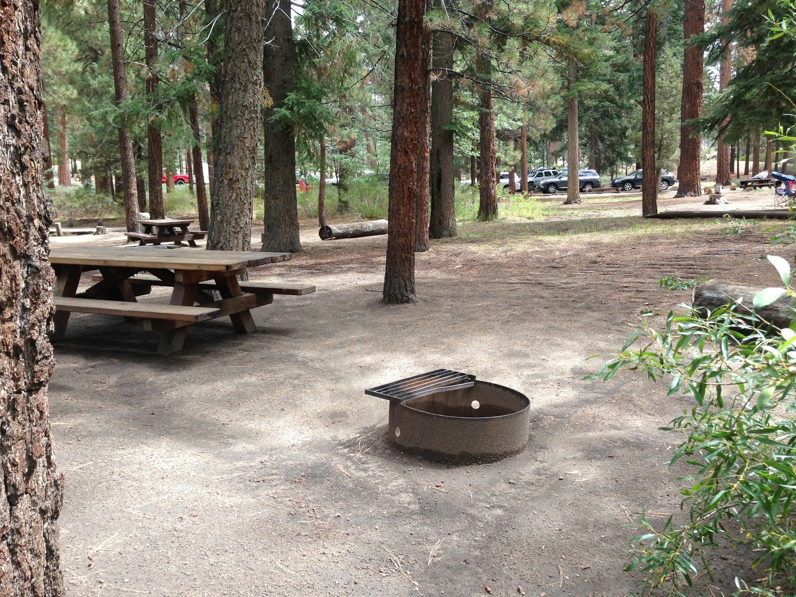 A Girl's Best Friend Camping in Big Bear!