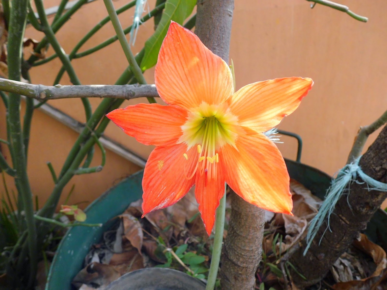 Orange Red Lily Flowers Gallery