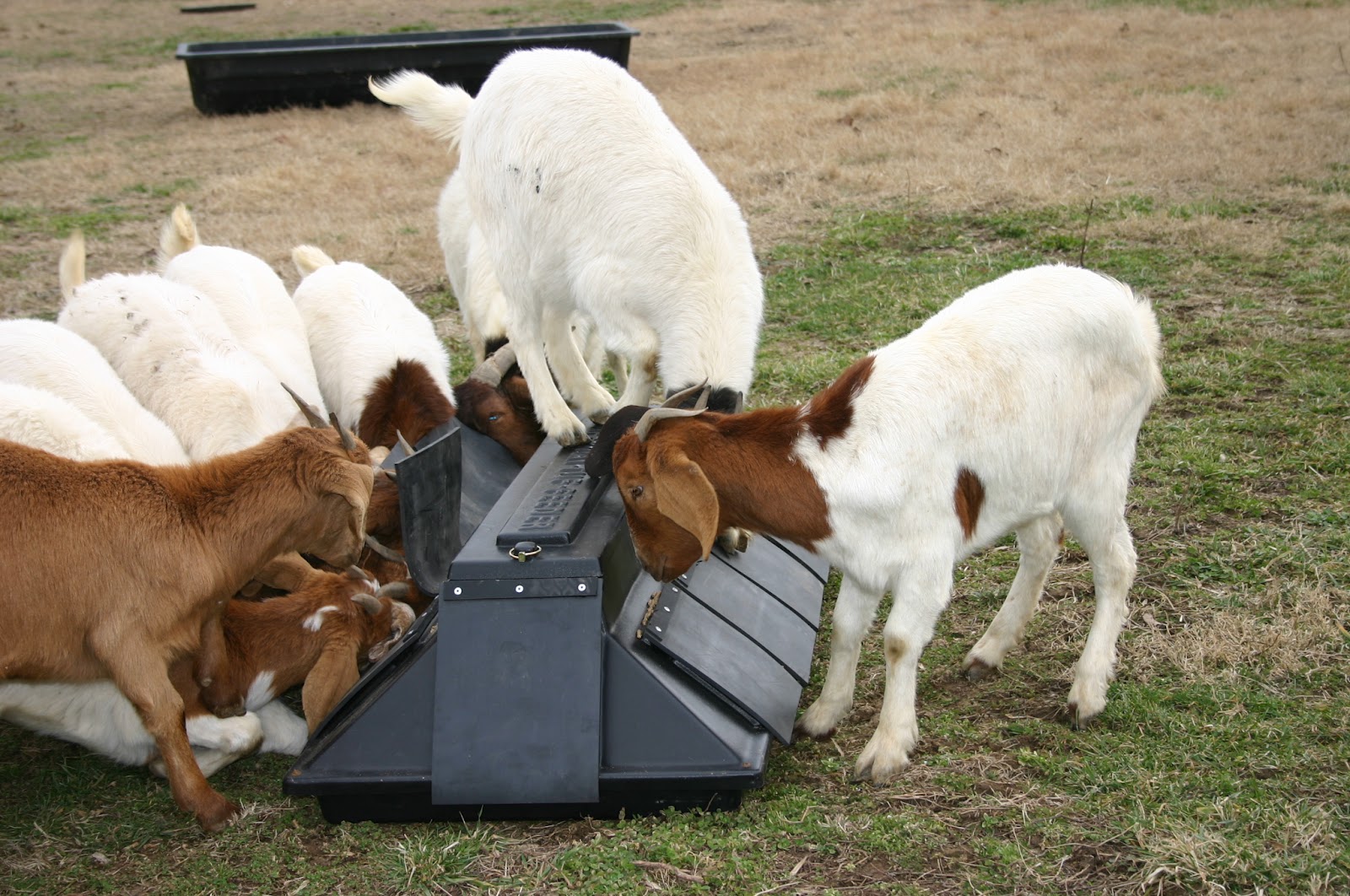Cattlemen's Purchasing Group Deer Goat Wildlife Feeders!