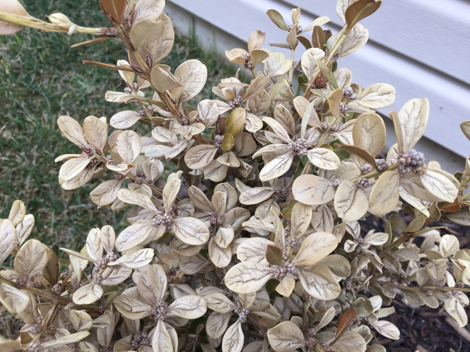 Winter Gem Boxwood Leaves Turning White And Yellow Backyard