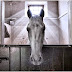 Angel horse image wins FEI Solidarity Photo Grand Prix