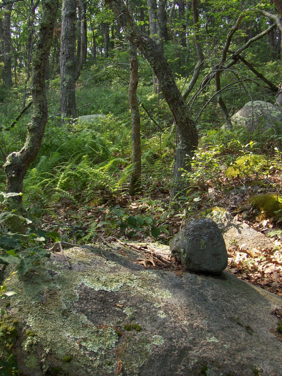 Rock Piles A Falmouth Kettle Hole and a Hypothesis about Marker Piles