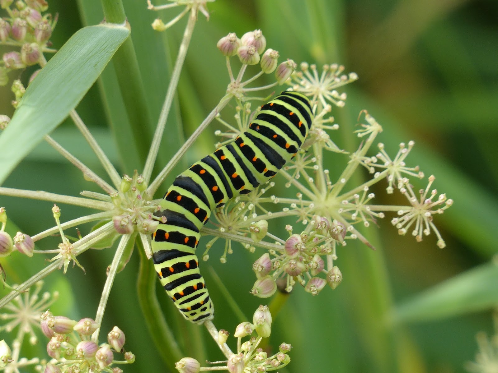 Wild and Wonderful Lepidoptera Swallowtail (caterpillars) in Norfolk