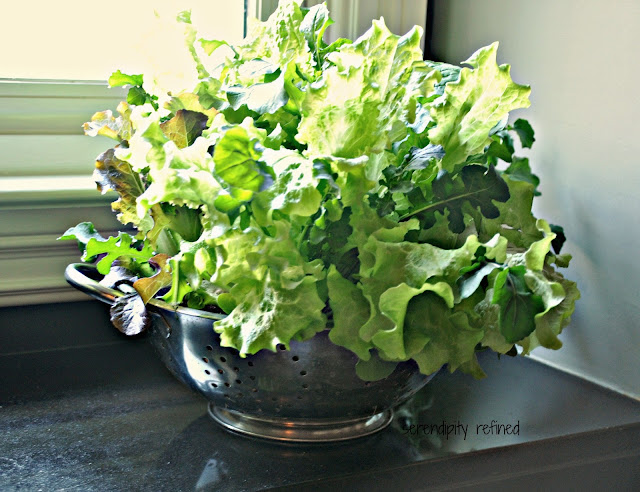 Kitchen herb veggie repurposed container grow portable garden 