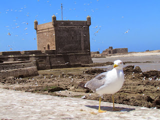 Essouira is een karakteristiek havenstadje, gelegen een Berberregio.