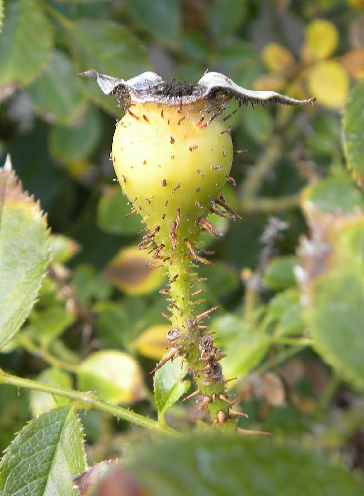 Red Dirt Roses Harvesting Rose Seeds
