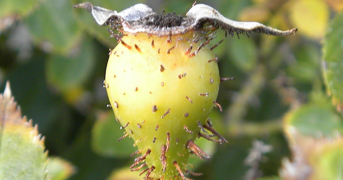 Red Dirt Roses Harvesting Rose Seeds
