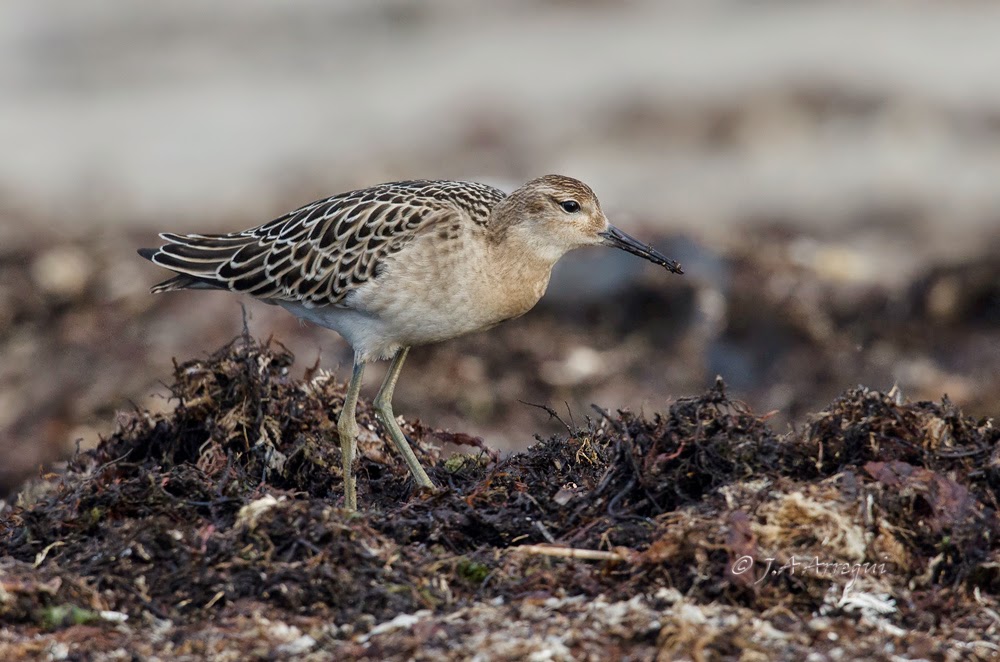 Combatiente, Philomachus pugnax, Ruff Combatiente, Philomachus pugnax, Ruff