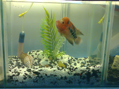 flowerhorn aquarium