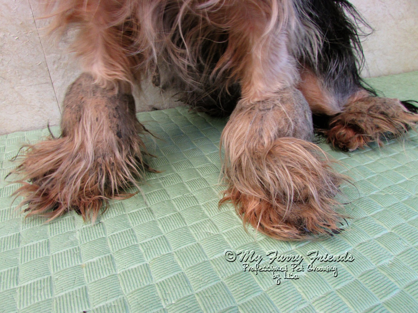 Are Mats Bad For Dogs