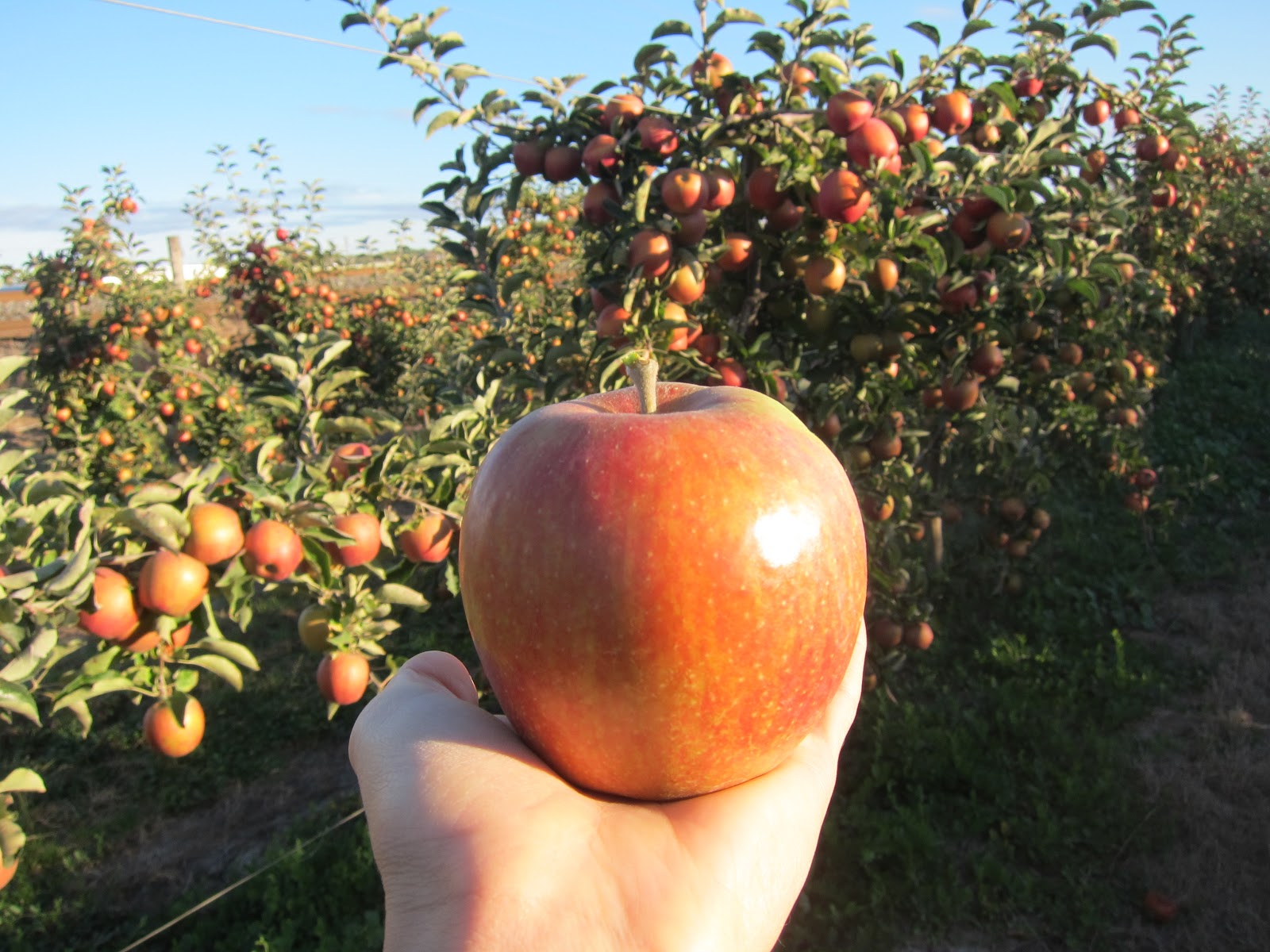 Beilke Family Farm Oregon Apples UPick from the Farm Jonagold, Red