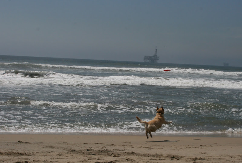 Labrador chasing frisbee Huntington Beach