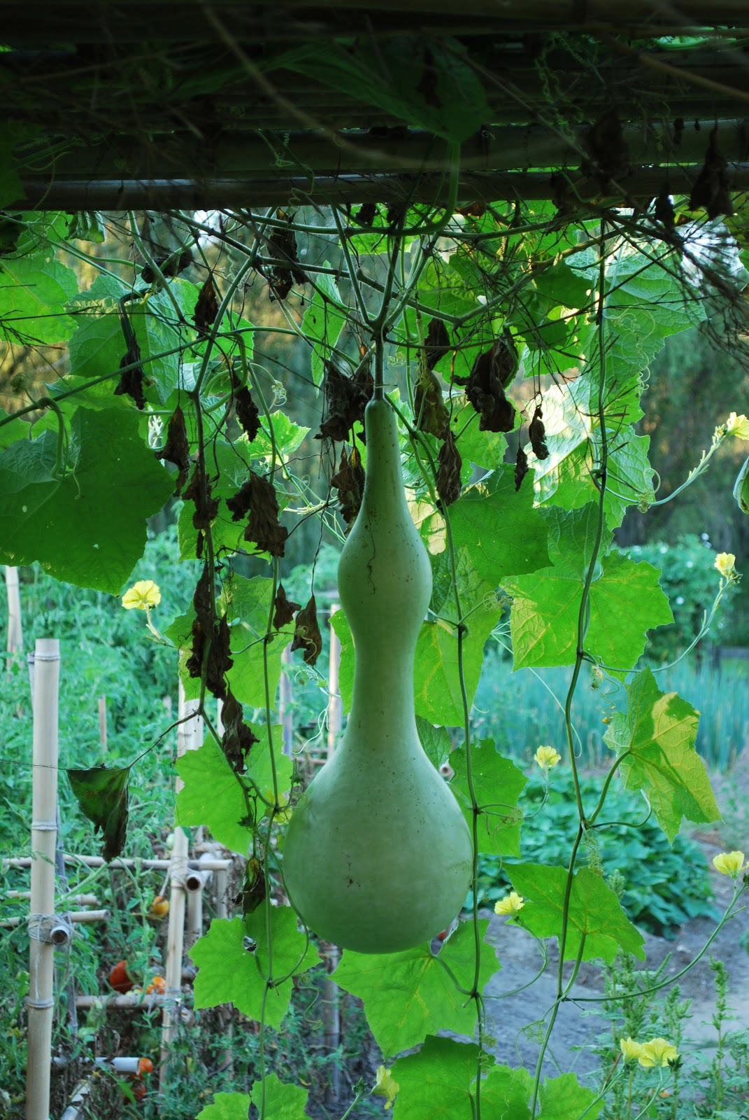 Greenish Thumb Ornamental Bottle Gourds