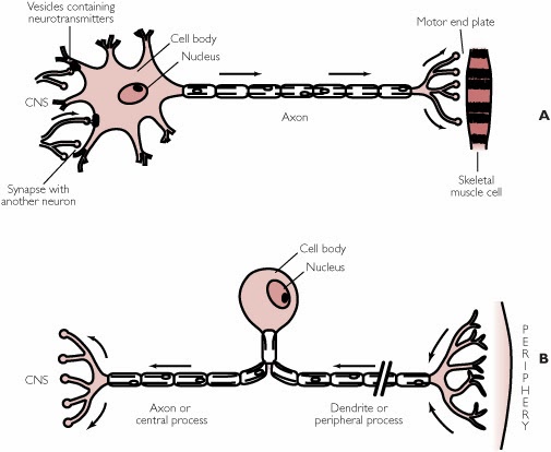 dendrite vs axon dendrite vs axon