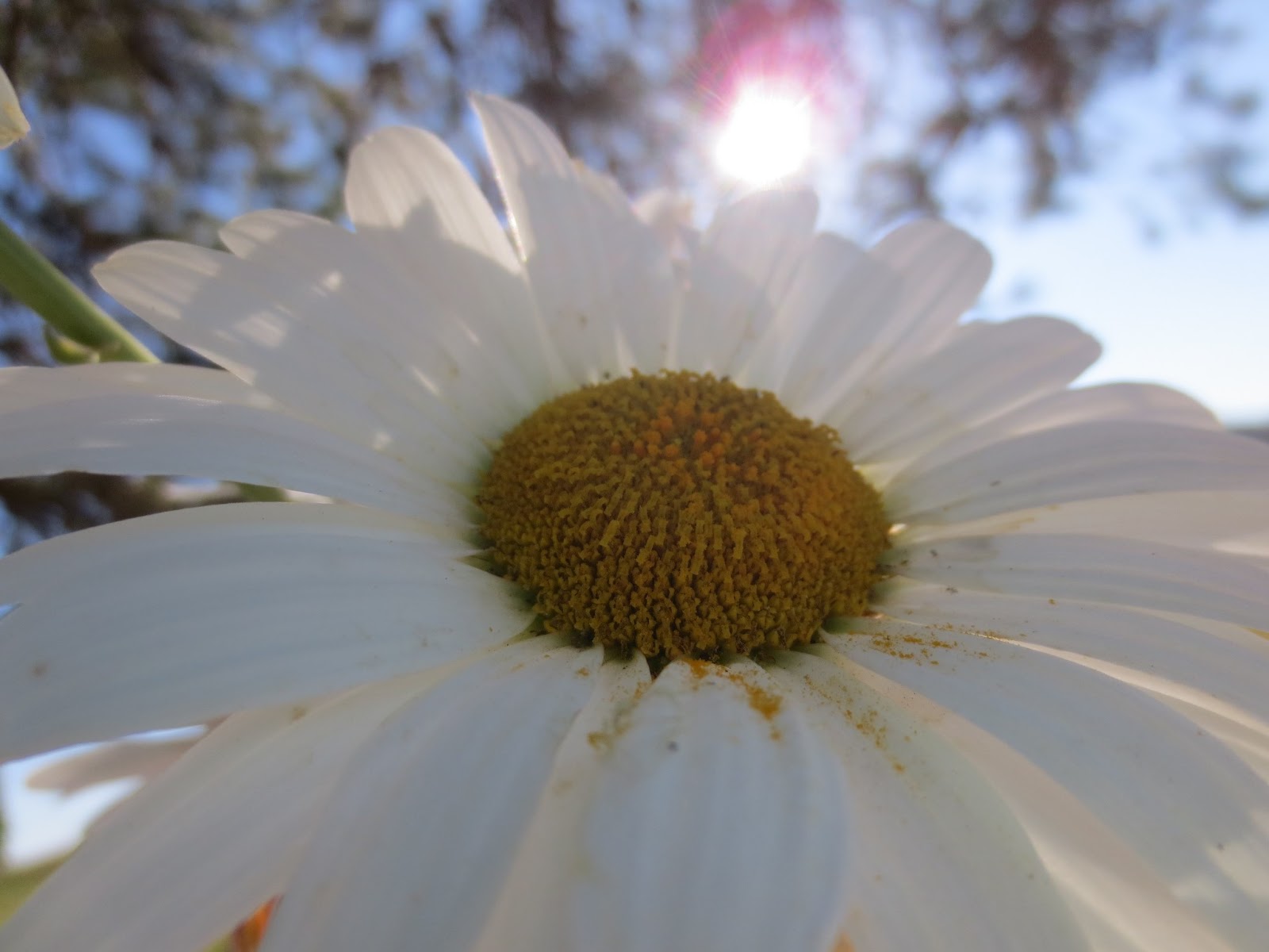 Karen's Cottage and Castle A Daisy Tea Under The Tree