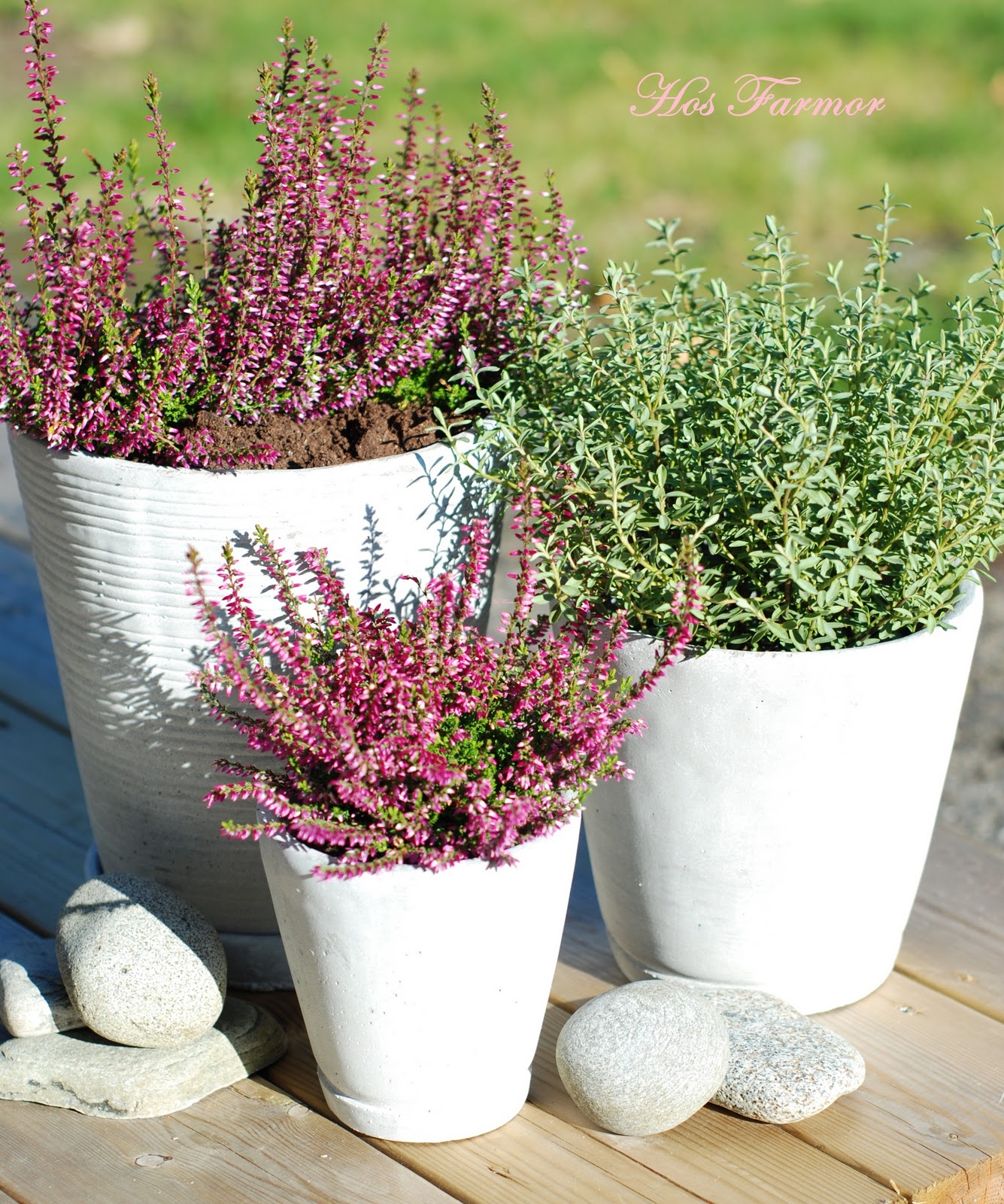 Hos farmor Høstblomster