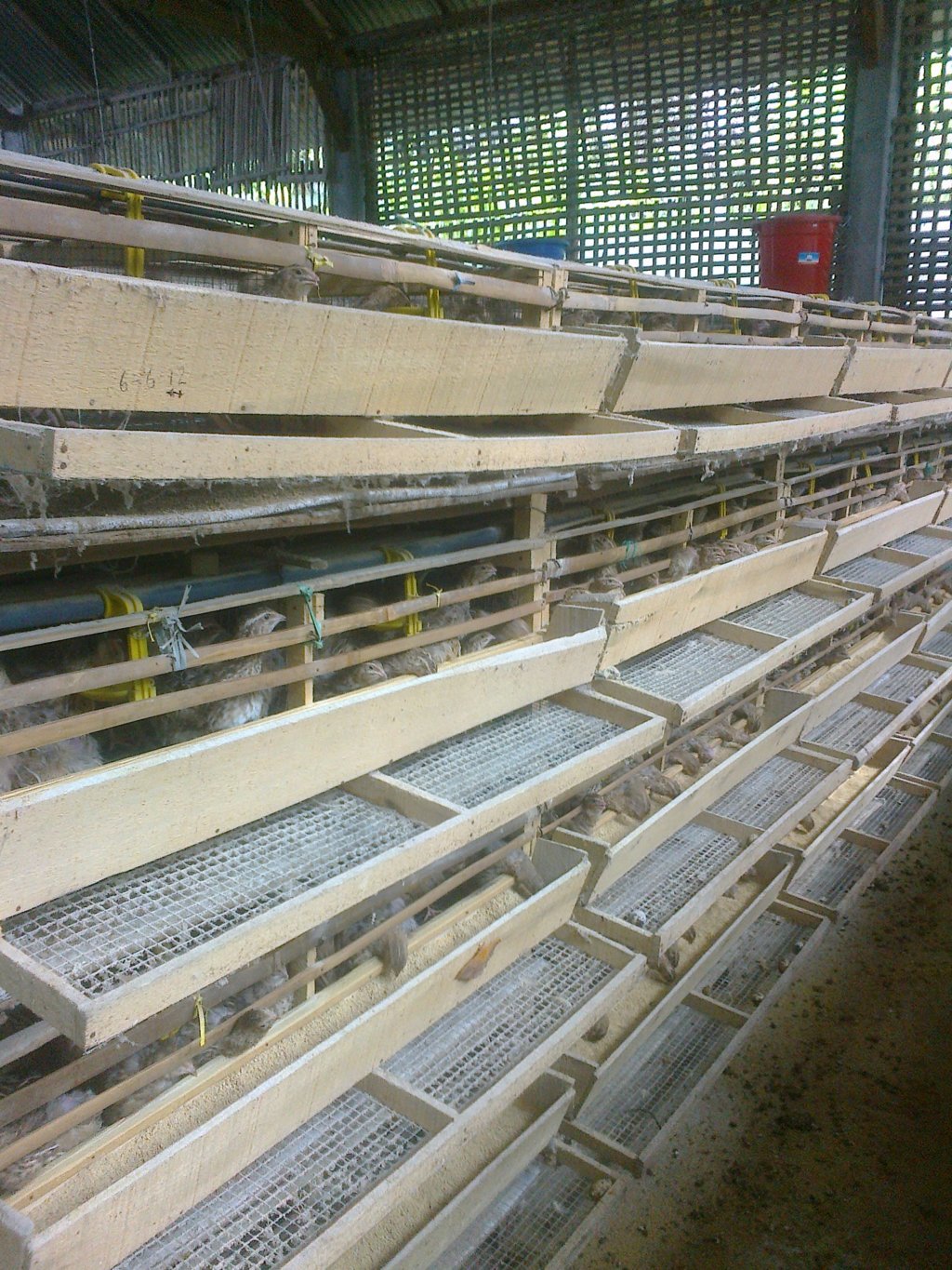 Kandang Burung Puyuh Jual Puyuh Bibit Puyuh Telur