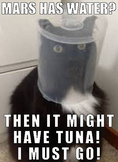 tuna water cat meme