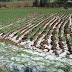 Granizada afectan casas y áreas de cultivo en Huamachuco