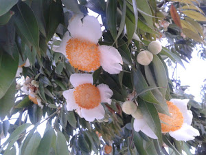 Bunga nagasari